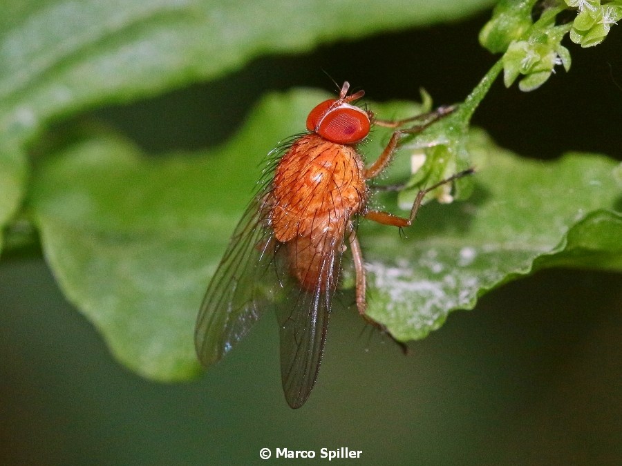 Muscidae: Phaonia pallida ?  S ! ♂